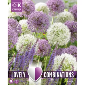 A packshot of a flowerbed of mixed white and purple giant allium flower balls.