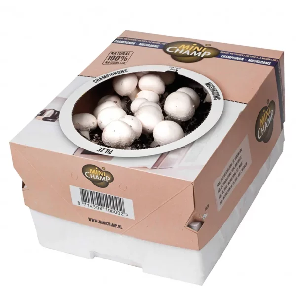 A cardboard container growing kit of white champignon mushrooms. The mushrooms are in a growing medium and visible through a window.