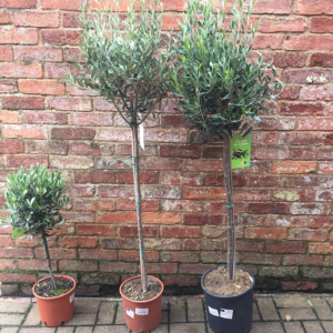 Olea europaea 'Alberello' Olive Tree (Quarter Standard, Half Standard & Standard)