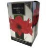 Amaryllis Premium 'Adele' (Hippeastrum) Indoor Growing Kit