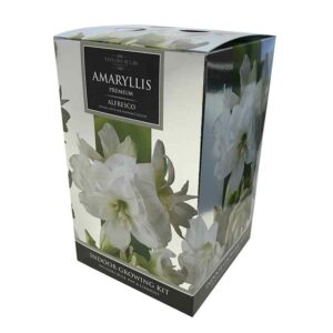 Amaryllis Premium ‘Alfresco’ (Hippeastrum) Indoor Growing Kit
