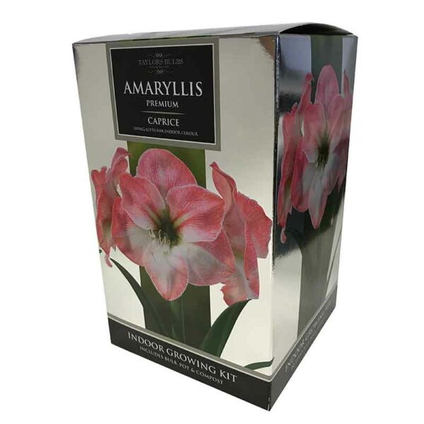 Amaryllis Premium ‘Caprice’ (Hippeastrum) Indoor Growing Kit