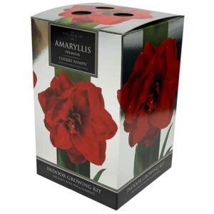 Amaryllis Premium 'Cherry Nymph' (Hippeastrum) Indoor Growing Kit