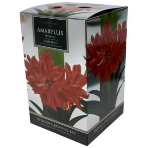 Amaryllis Premium ‘Lady Jane’ (Hippeastrum) Indoor Growing Kit