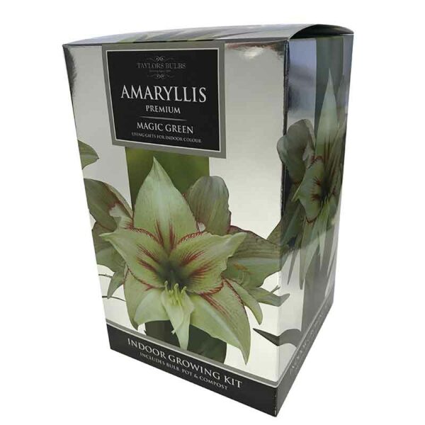 Amaryllis Premium ‘Magic Green’ (Hippeastrum) Indoor Growing Kit