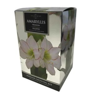 Amaryllis Premium 'Picotee' (Hippeastrum) Indoor Growing Kit
