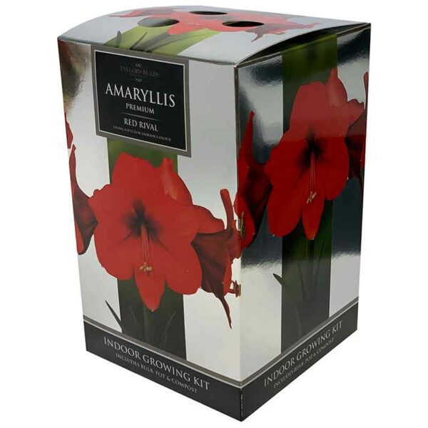 Amaryllis Premium ‘Red Rival’ (Hippeastrum) Indoor Growing Kit