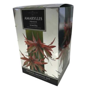 Amaryllis Premium 'Sumatra' (Hippeastrum) Indoor Growing Kit