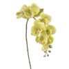 Floralsilk Fresh Touch Green Phalaenopsis Stem (86cm)