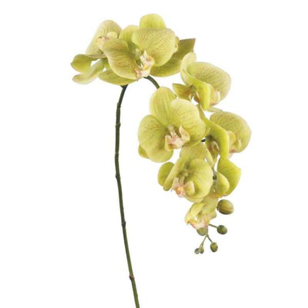 Floralsilk Fresh Touch Green Phalaenopsis Stem (86cm)