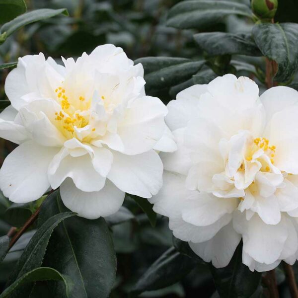 Camellia japonica ‘Silver Anniversary’