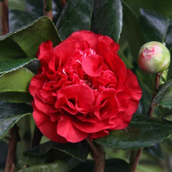 Camellia ‘Ruby Wedding’