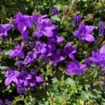 Campanula Ambella Intens purple detail