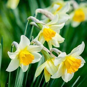 Narcissi Daffodil Bulbs
