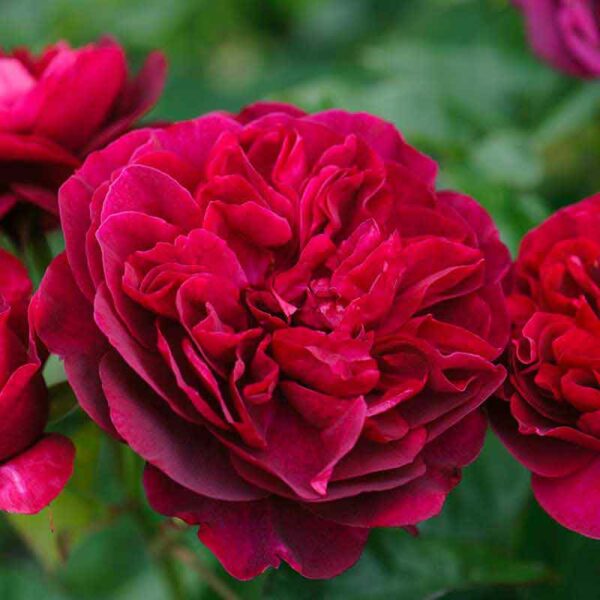 David Austin Darcey Bussell® (Ausdecorum) English Shrub Rose