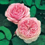 David Austin Geoff Hamilton® (Ausham) English Shrub Rose (6 litre pot)
