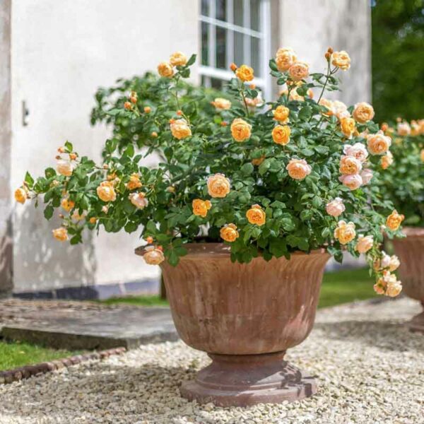 A potted David Austin Roald Dahl flowers. The blooms are orange and fully double.
