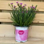 Dianthus 'Pink Kisses' detail