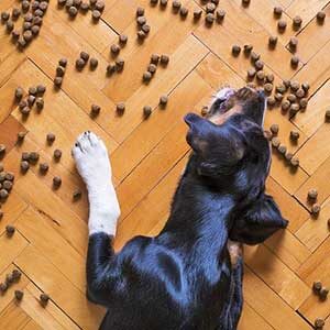 Dog Food & Treats