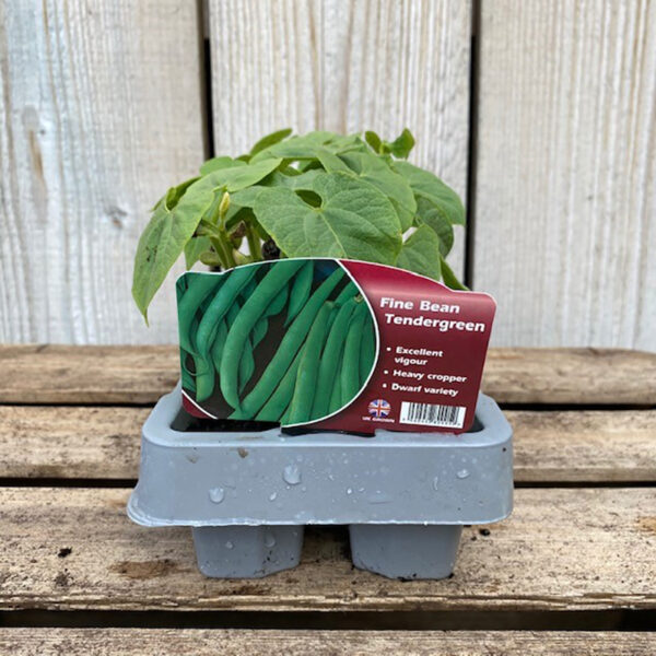 Fine Bean Plant Tendergreen - French Vilbel (12 Pack)