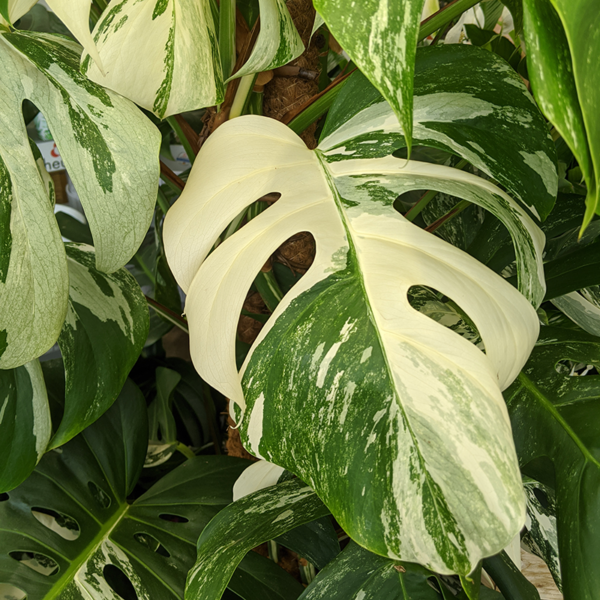 Large rich green leaves with creamy-white marble splashes