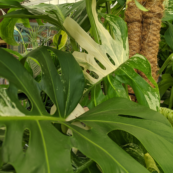 Large pinnatisect leaves on the Monstera deliciosa albo 'Variegata'