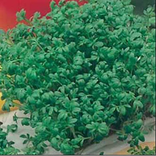 Johnsons Cress Curled Seeds 13556 800 x 800