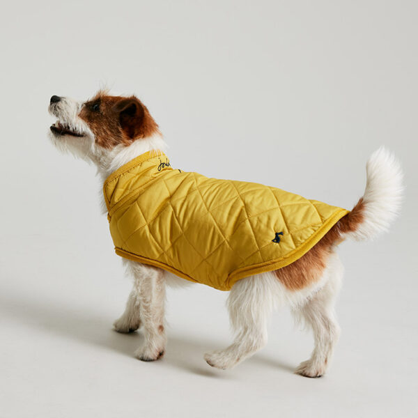 Joules Antique Gold Quilted Dog Coat lifestyle with dog wearing
