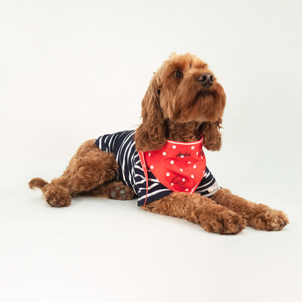 Joules Dog Harbour Top & Neckerchief Gift Set lifestyle with dog wearing - laying down