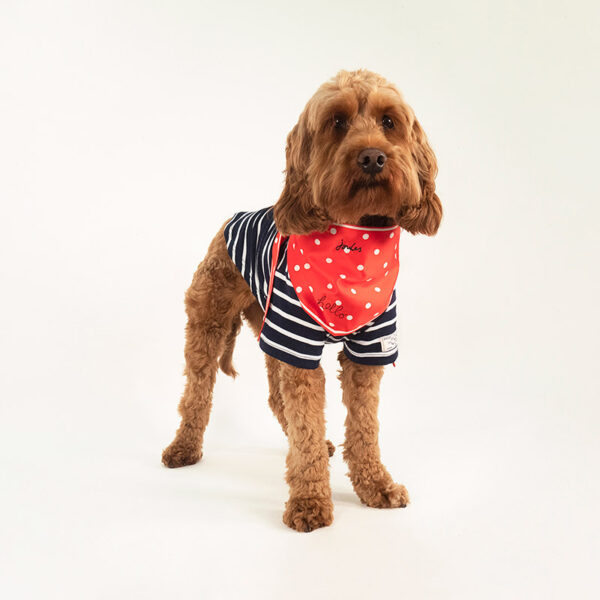 Joules Dog Harbour Top & Neckerchief Gift Set lifestyle with dog wearing - standing