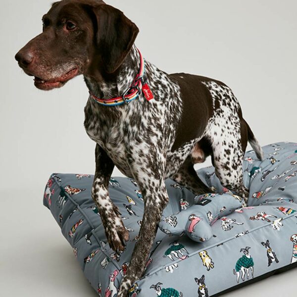 Joules Rainbow Dogs Mattress lifestyle with dog posing