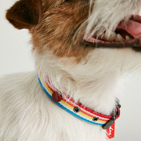 Joules Rainbow Stripe Dog Collar close up of dog wearing