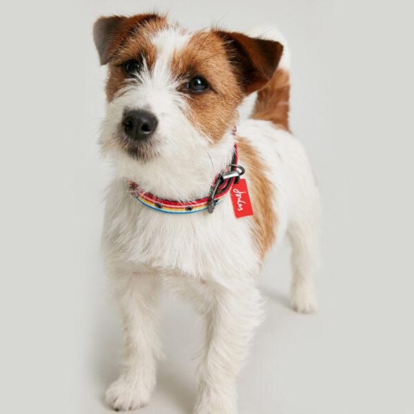 Joules Rainbow Stripe Dog Collar dog wearing