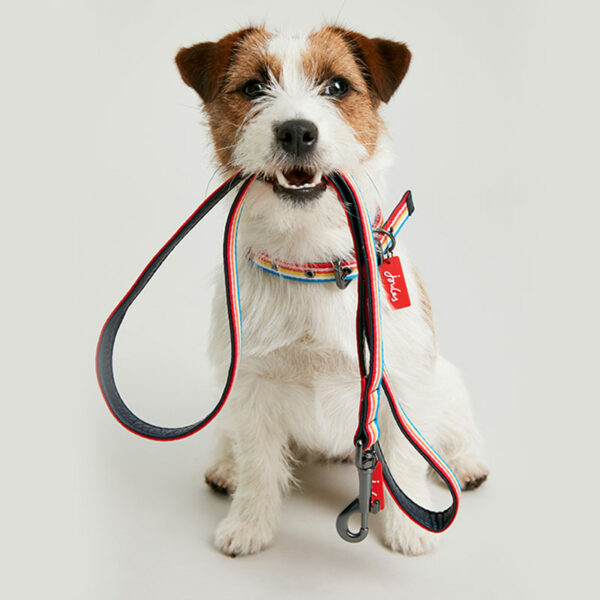 Joules Rainbow Stripe Dog Lead lifestyle with dog holding lead