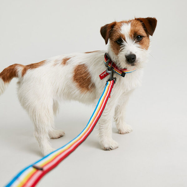 Joules Rainbow Stripe Dog Lead lifestyle with dog posing