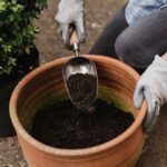 Kent & Stowe Stainless Steel Hand Potting Scoop in use