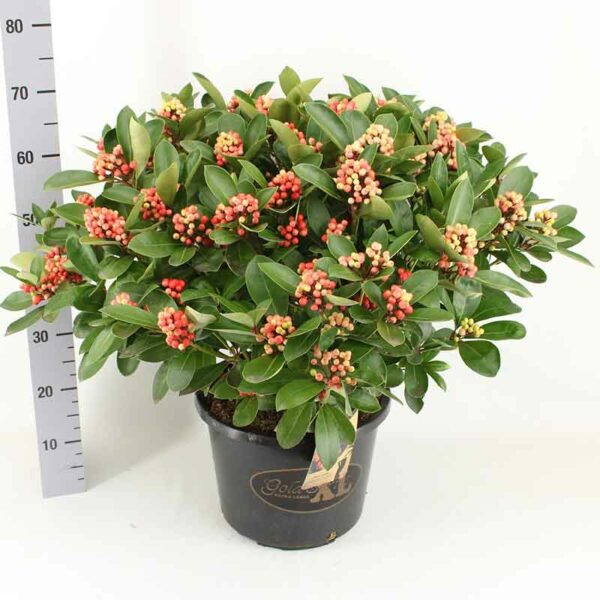 Large Skimmia japonica ‘Obsession’ (Gold Series)