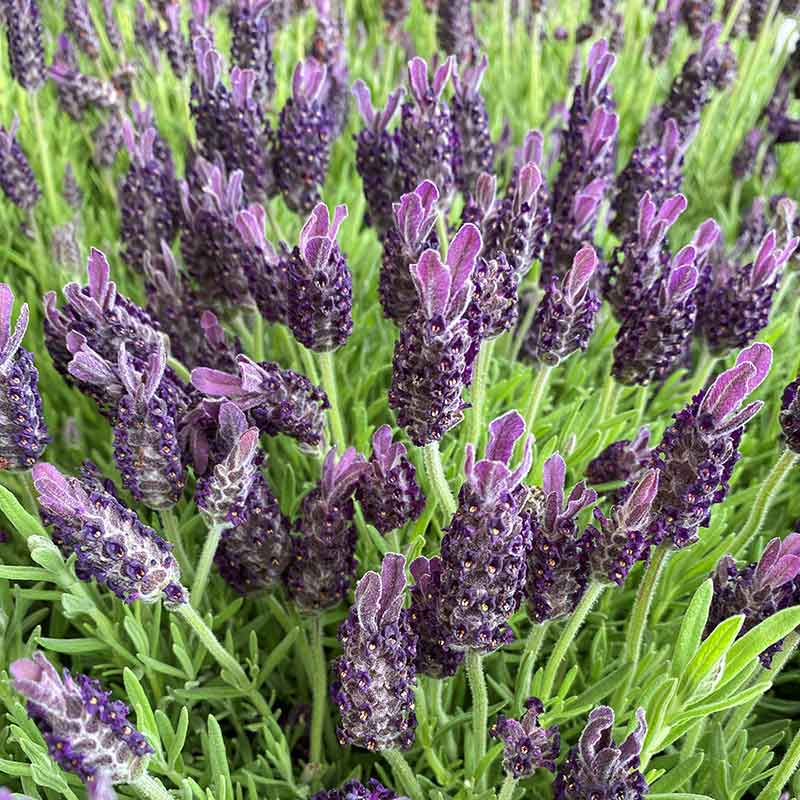 Buy Lavandula Stoechas ‘Anouk’ French Lavender