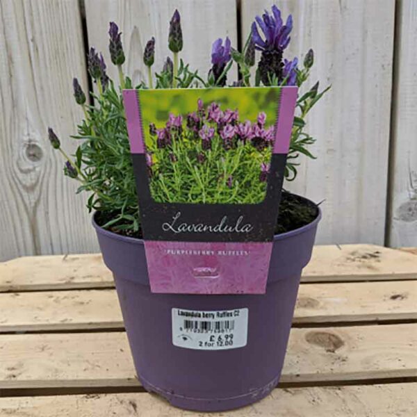 Lavandula stoechas ‘Purpleberry Ruffles’ Lavender