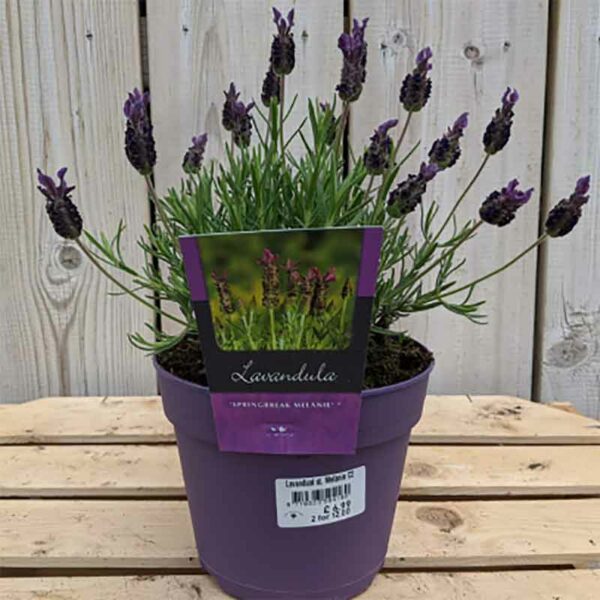 Lavandula stoechas ‘Springbreak Melanie’ Lavender