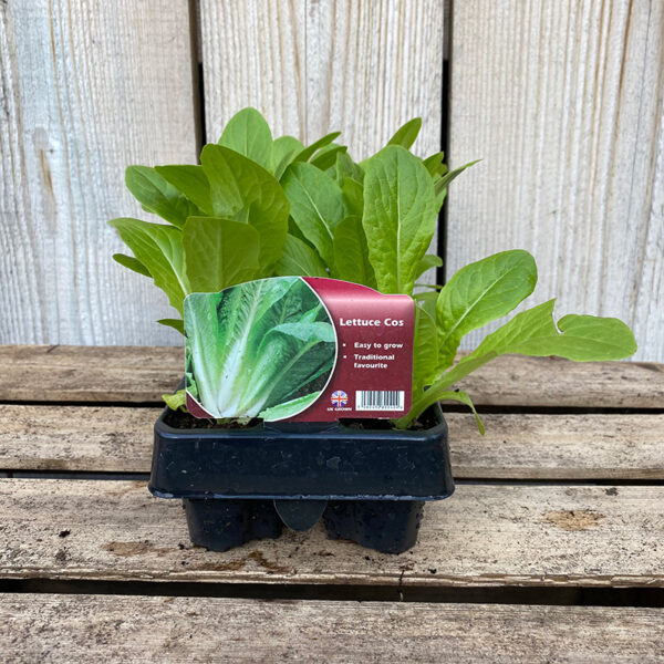 Lettuce Plant - Cos (12 Pack)