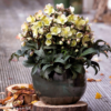 Plant Helleborus 'HGC Marlon' in a pot