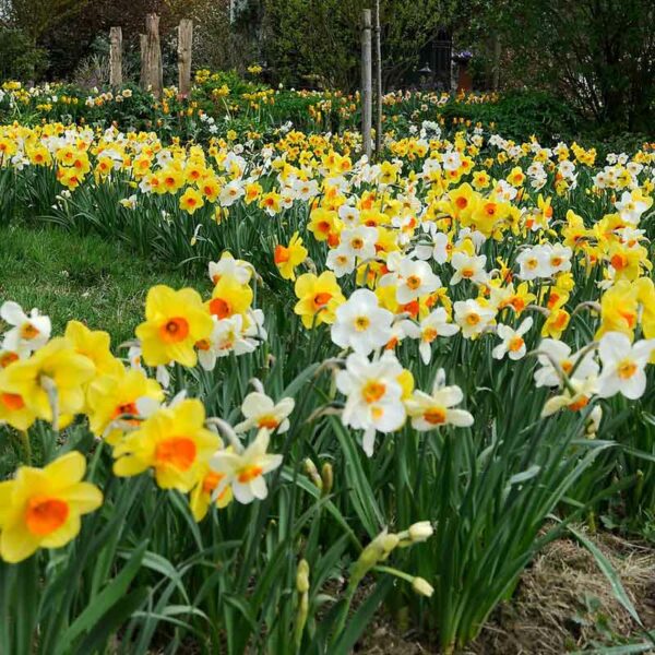 Narcissus 'Mixed' Daffodils for Naturalising