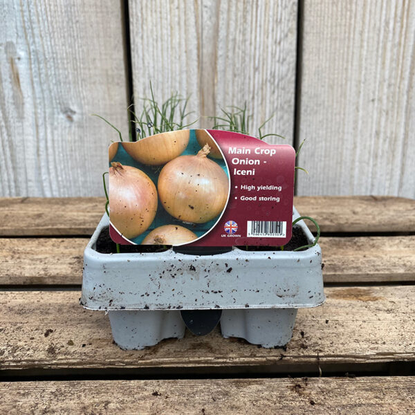 Onion Plant - Iceni (12 Pack)