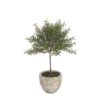 Rosemary Topiary Potted 29cm