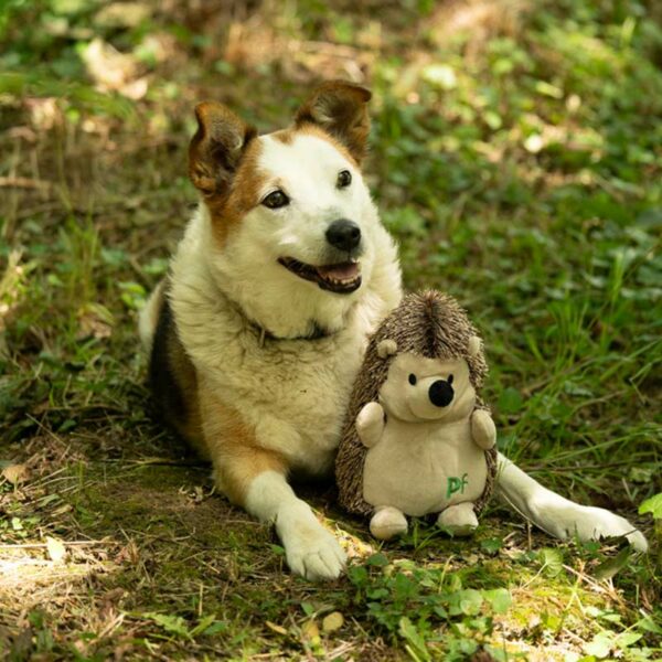 Petface Heston Hedgehog Plush Dog Toy lifestyle