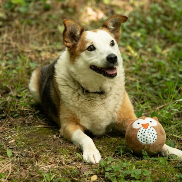 Petface Round Owl Plush Ball Dog Toy lifestyle