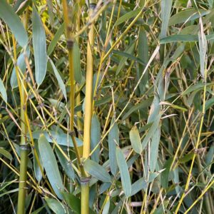 Phyllostachys aureasulcata spectabilis Showy yellow groove bamboo