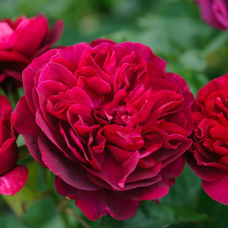 David Austin Darcey Bussell® (Ausdecorum) English Shrub Rose (6L Pot)