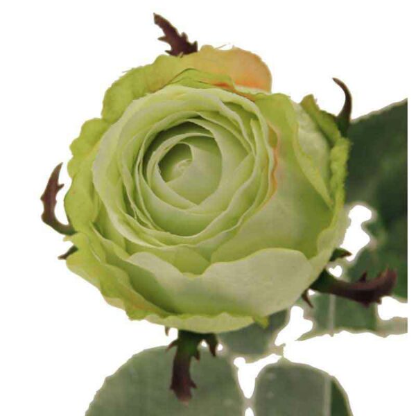 Windsor Spring Green Rose Bud Stem (73cm)